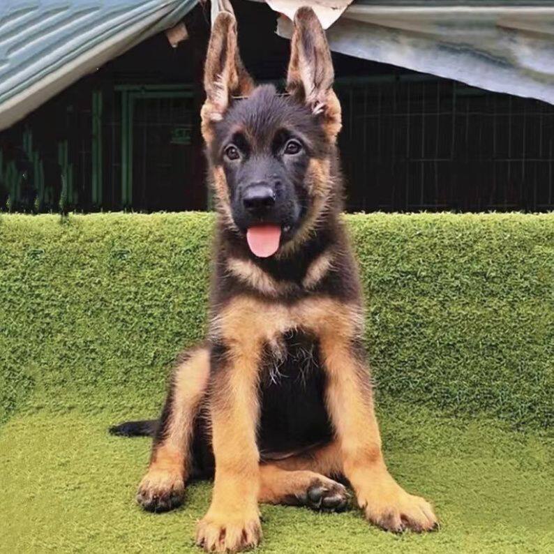 德牧纯种幼犬狗护卫犬活体看家犬警犬家养高智商狗狗幼崽护院猛犬