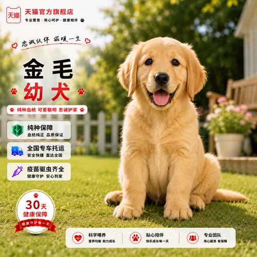 超萌可爱活体小狗小温顺活物聪明