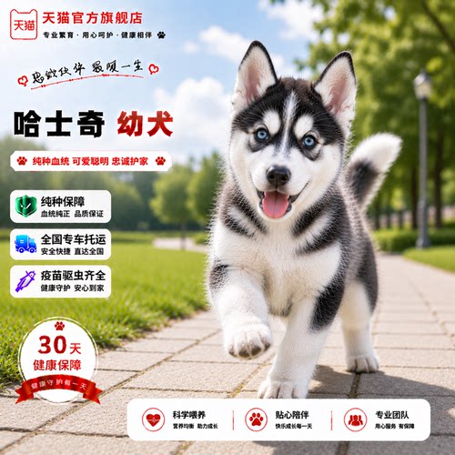 家养聪明活泼中型犬可爱狗