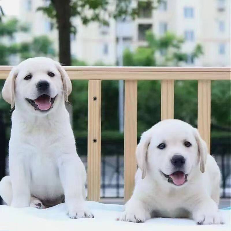 拉布拉多纯种幼犬真狗听话聪明看家活泼健康黑色短毛家庭家养宠物