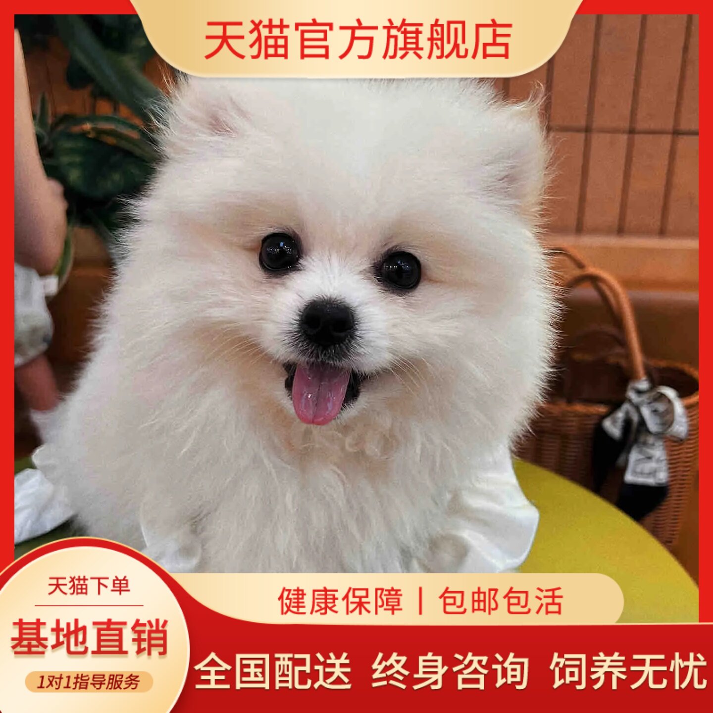 博美小型犬袖珍可爱宠物狗狗