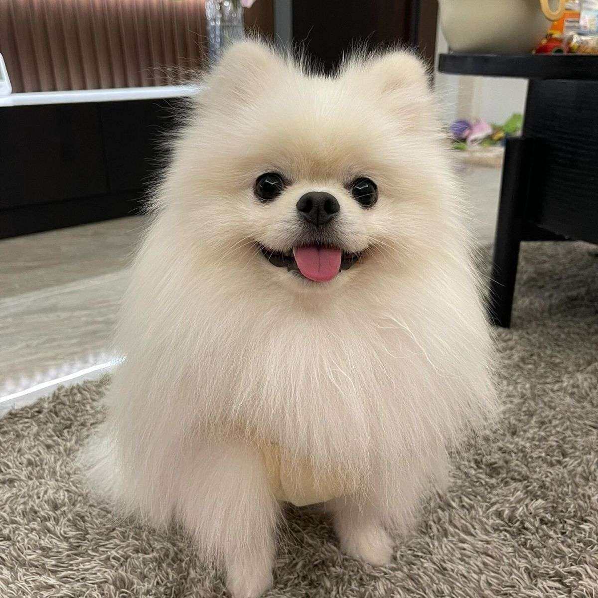 博美纯种幼犬网红狗俊介犬迷你幼崽犬茶杯犬真狗袖珍小型犬狗白色
