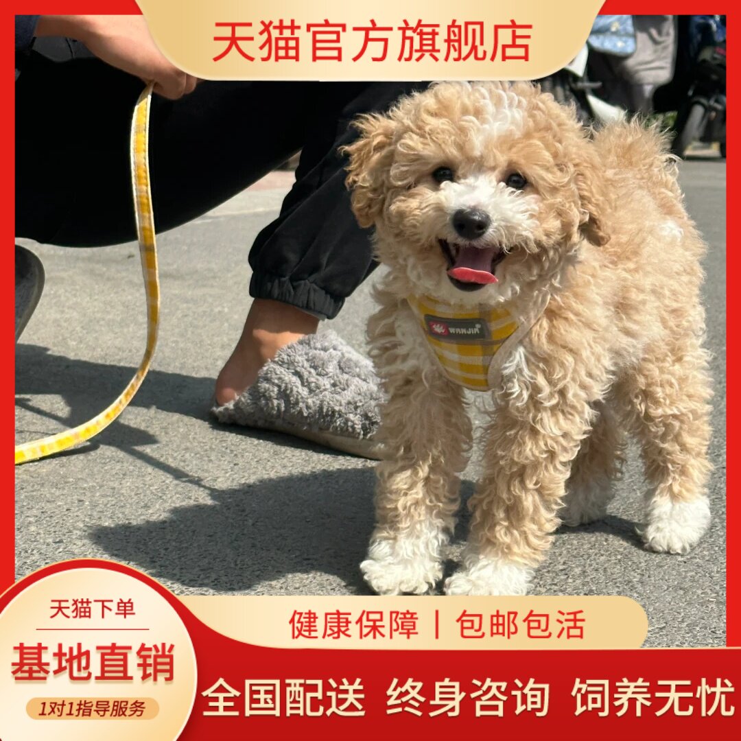 陪伴宠物精品幼崽红棕小体