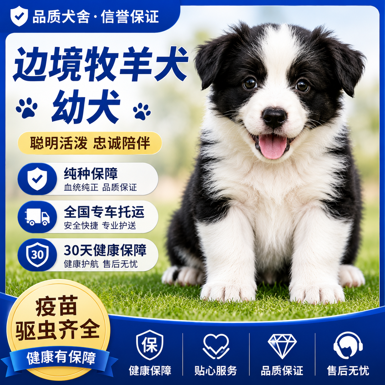 边牧纯种幼犬粘人宠物狗活物家庭犬黑白色聪明幼宠好养大骨架活泼