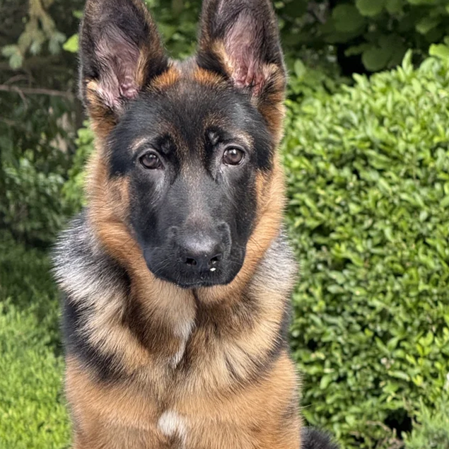 大型犬黑背军犬警犬小狼狗看门狗