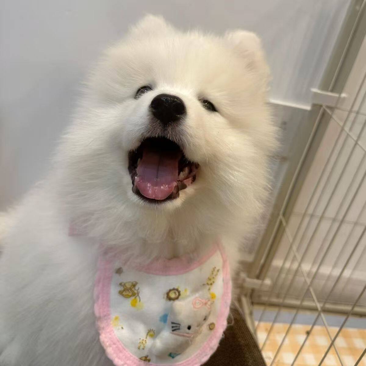 萨摩耶纯种幼犬狗聪明幼崽活物微笑天使宠物狗治愈好养幼宠狗粘人