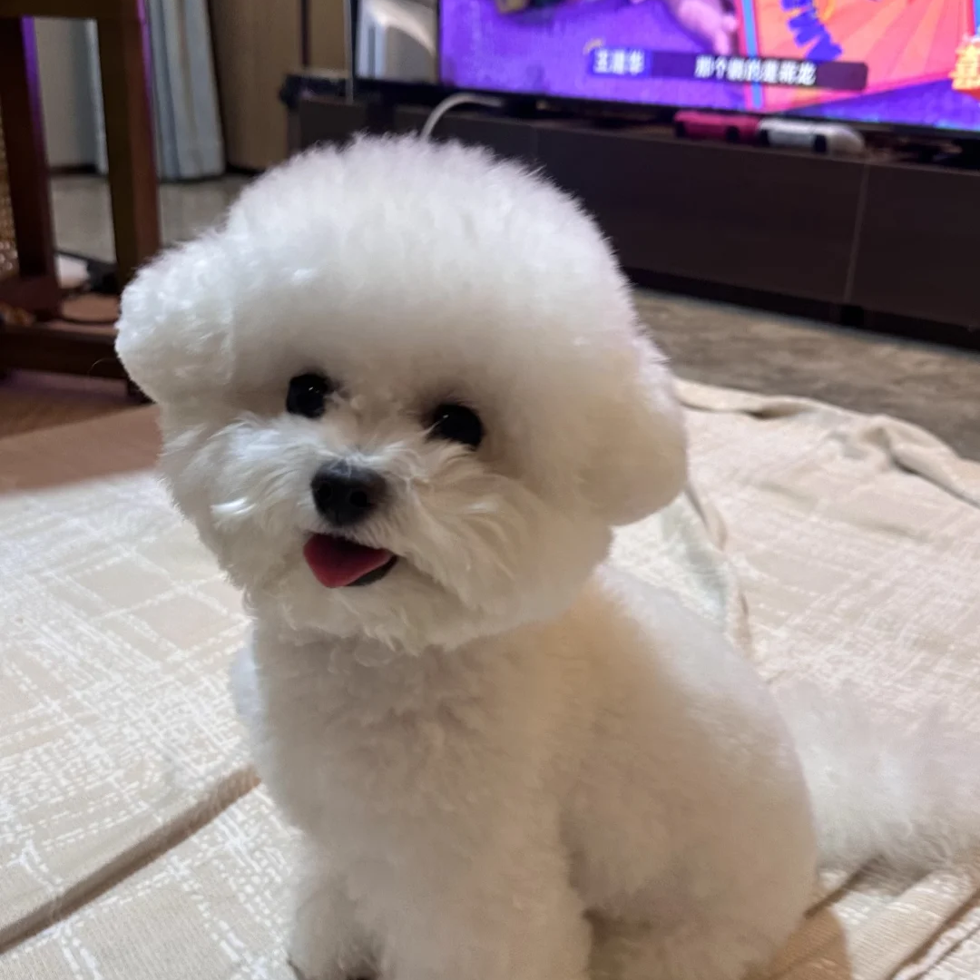 纯种比熊幼犬活体真狗小体比熊