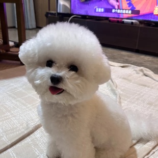 纯种比熊幼犬活体真狗小体比熊犬泰迪犬茶杯犬陪伴犬小型犬宠物狗