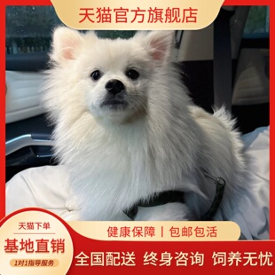 纯种博美幼犬茶杯犬小型可爱迷你长不大博美萌宠犬宠物真小狗活体