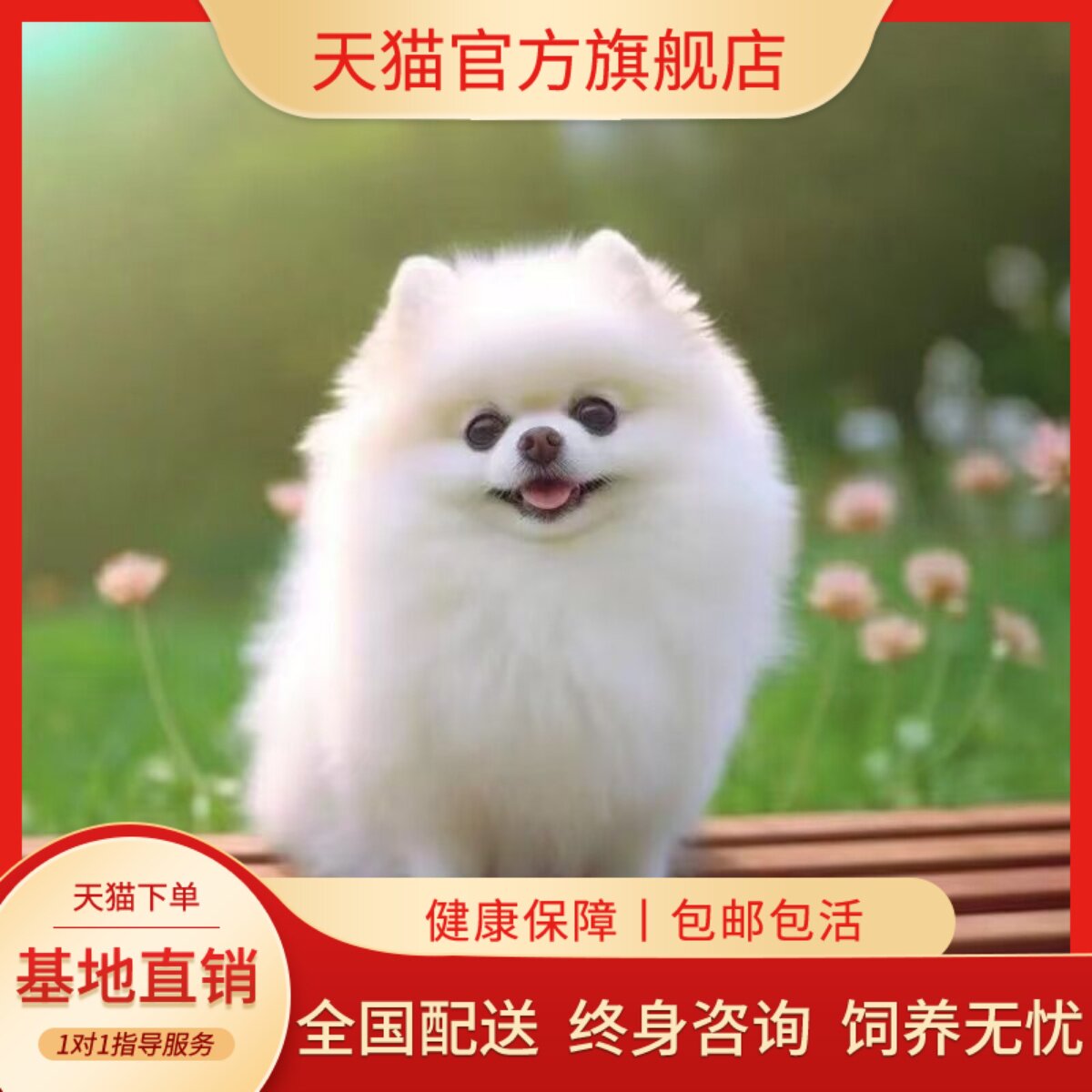 红袖珍犬迷你活物狗超小白色活体