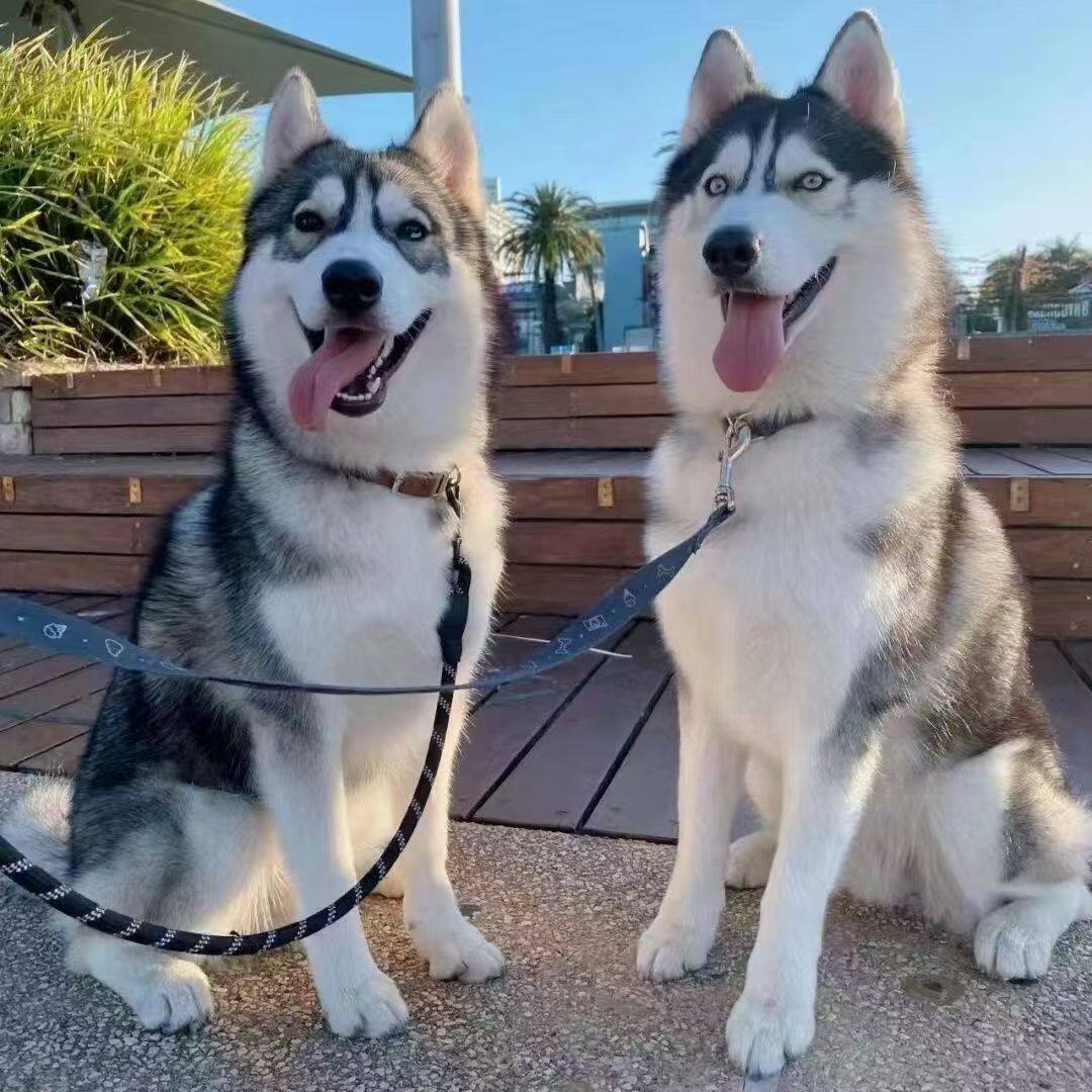 哈士奇纯种幼犬大骨架黑色宠物短毛听话聪明可爱雪橇犬狗中型犬狗