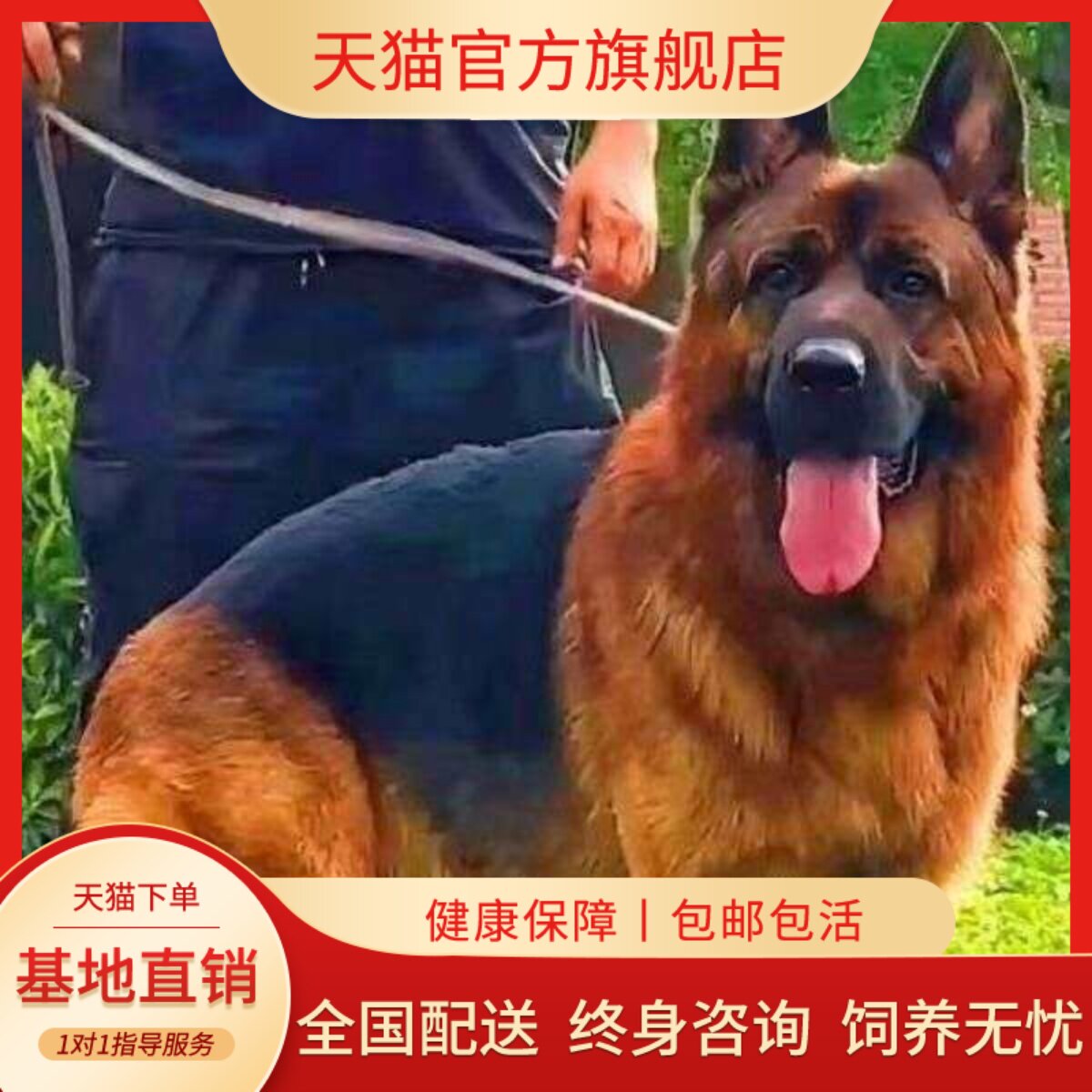 德牧纯种幼犬狗狗狗聪明平背牧羊犬高智商猛犬活物幼宠宠物狗幼崽