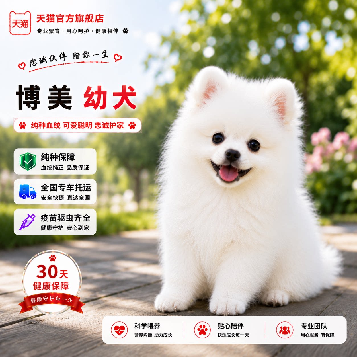 宠物狗白俊介犬黄袖珍白色黄色图片