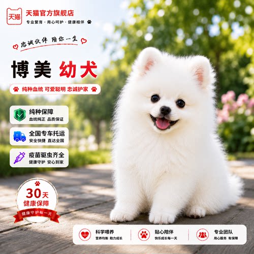 宠物狗白俊介犬黄袖珍白色黄色