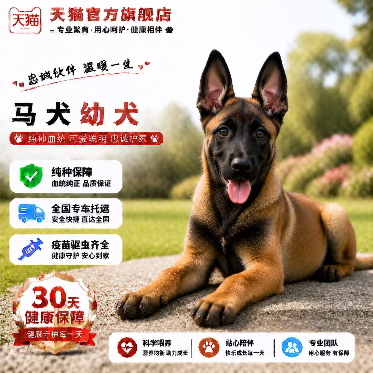 利时牧羊犬大型宠爆红黑红猎犬