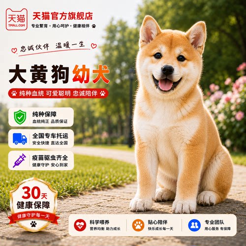 中华田园犬听话金钱尾巡山犬农村