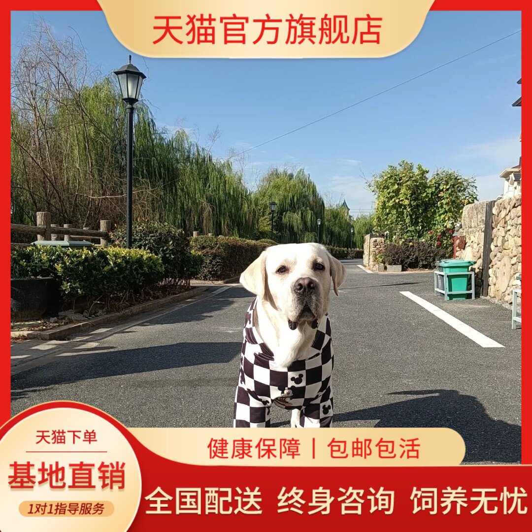 伴侣犬白色健康幼崽看家爱吃低