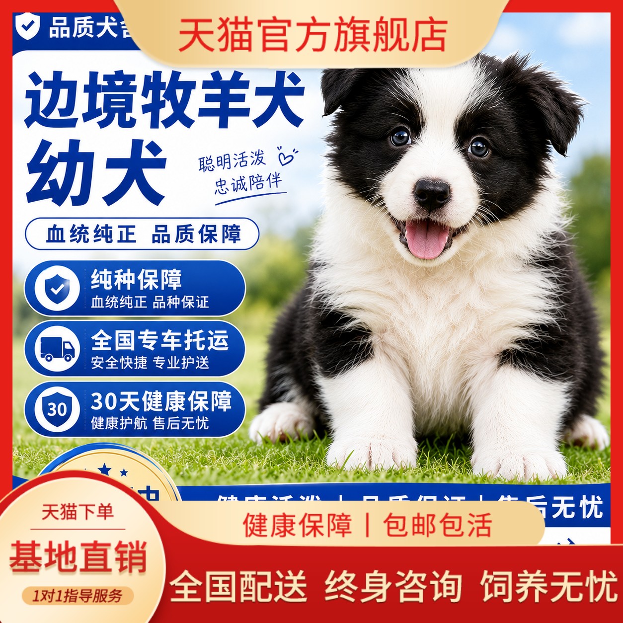 听话家庭犬家养聪明网红狗活物