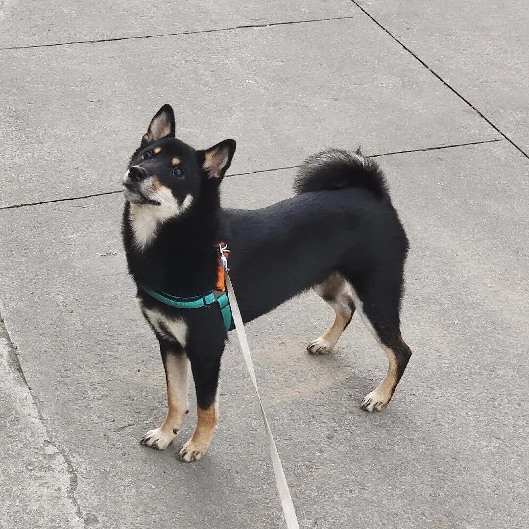 赶山犬农村狗看门狗可爱好养狗狗