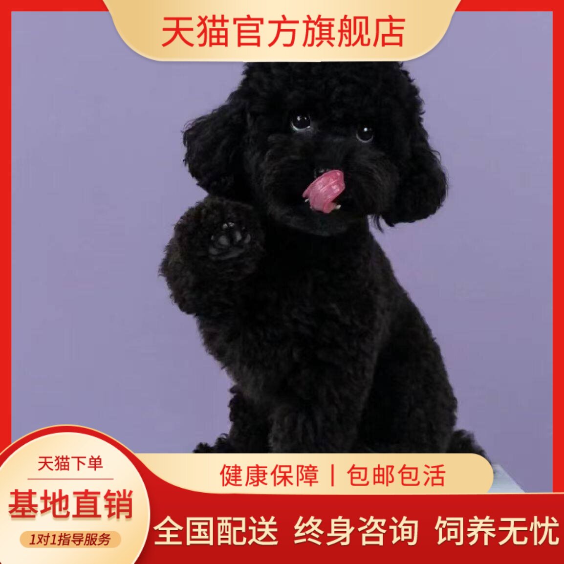 陪伴便宜聪明贵宾犬家庭犬宠物