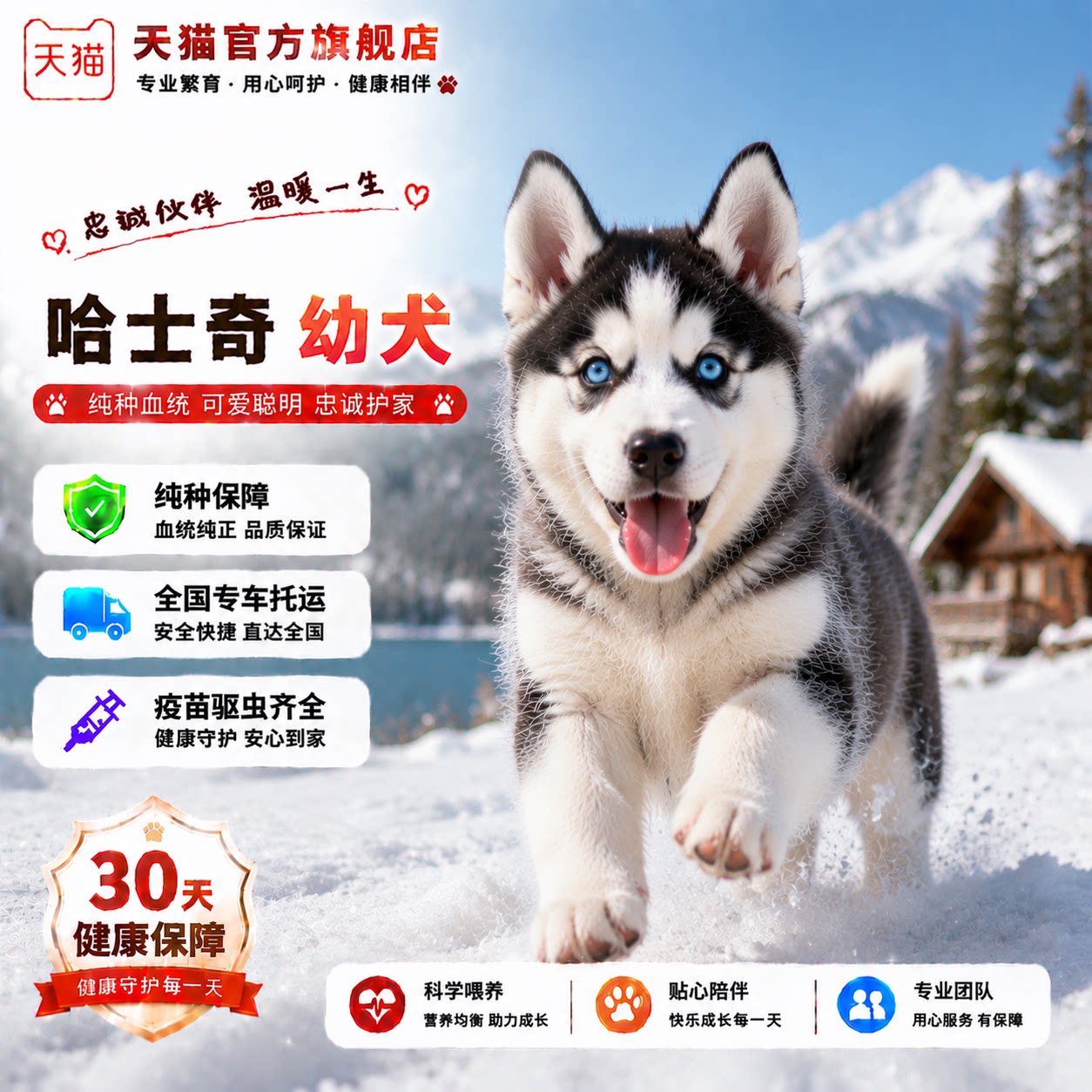 活泼短毛宠物好养便宜中型犬狗
