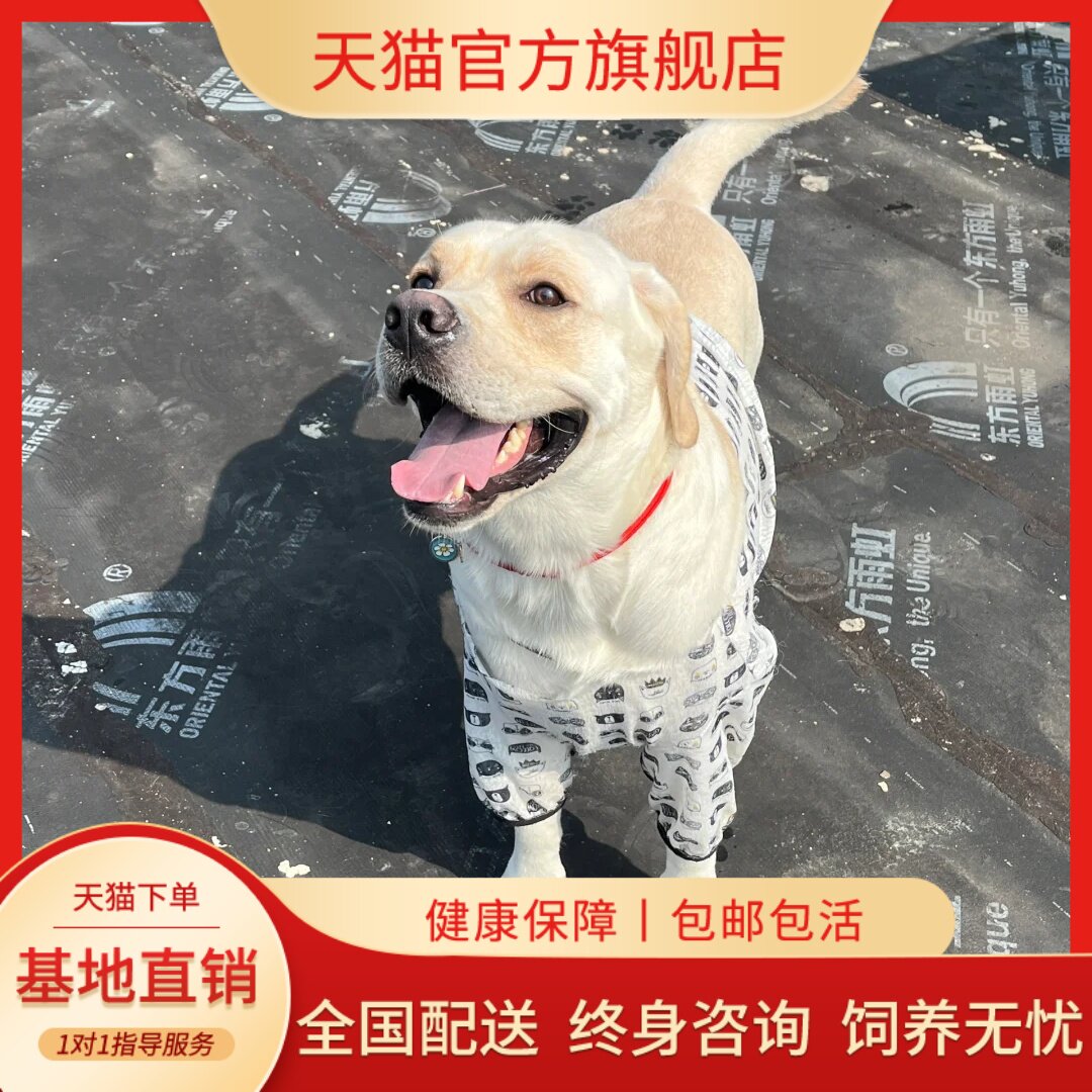 活体宠物大型犬高智商家养狗