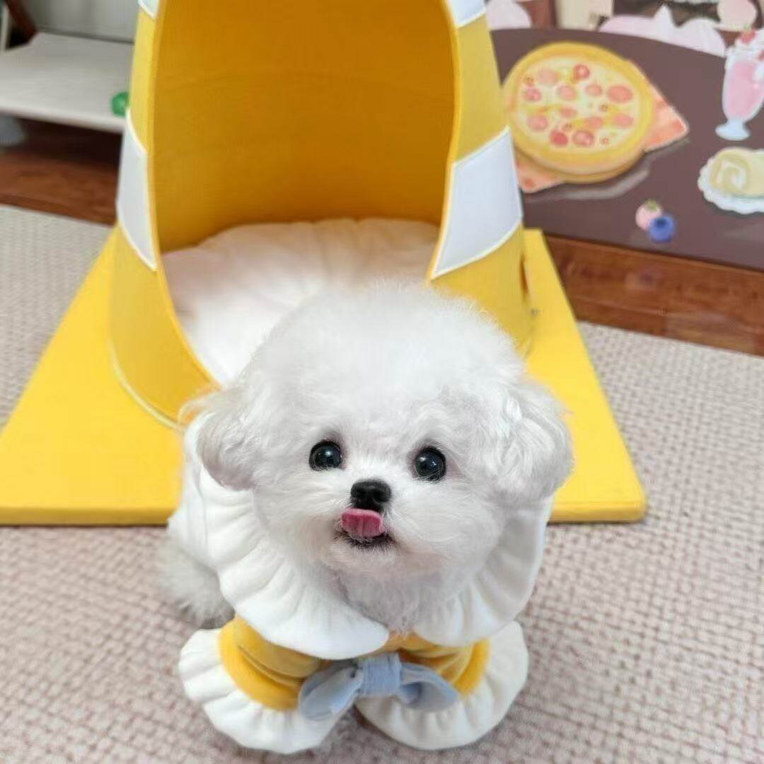 宠物狗狗白色球形狗超萌幼崽