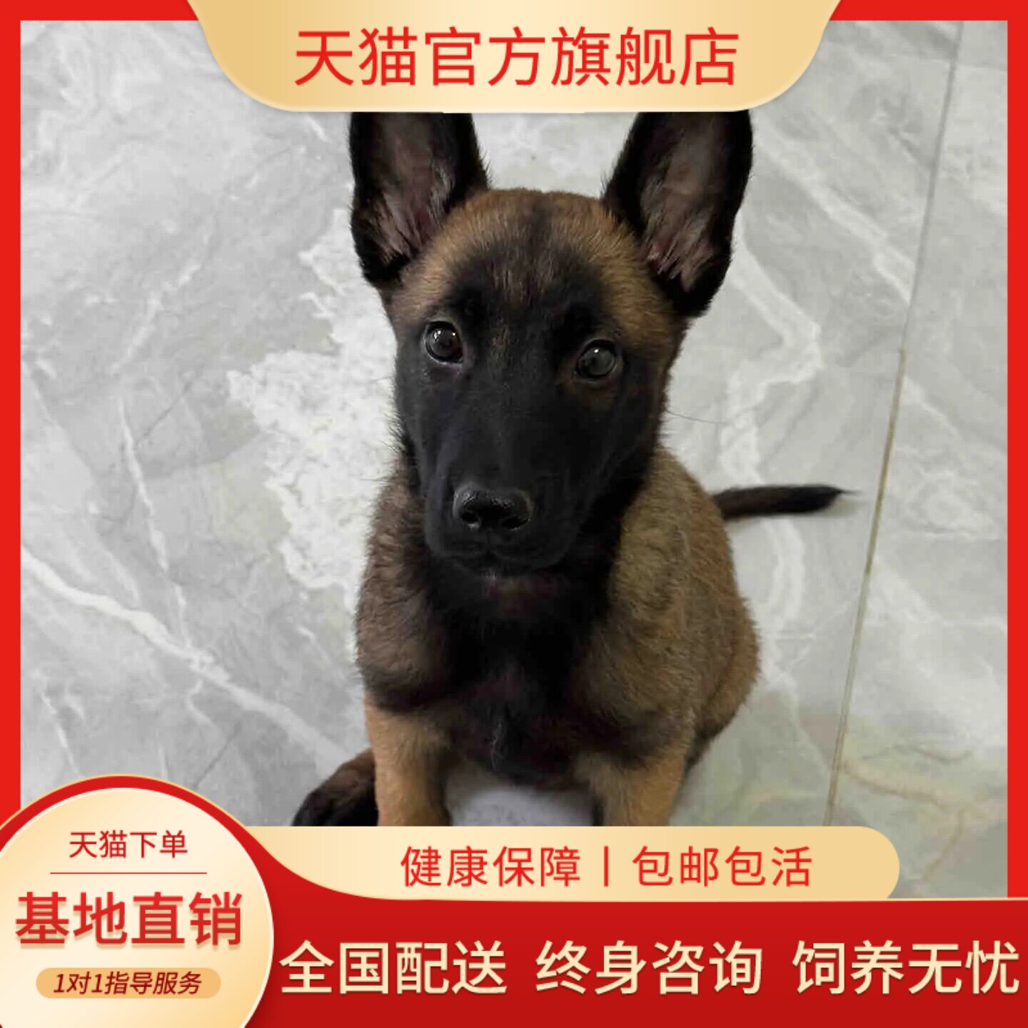 纯种马犬幼犬狗狗霸气爆红护卫犬聪明护院幼宠警犬猎犬黄马晕寻西