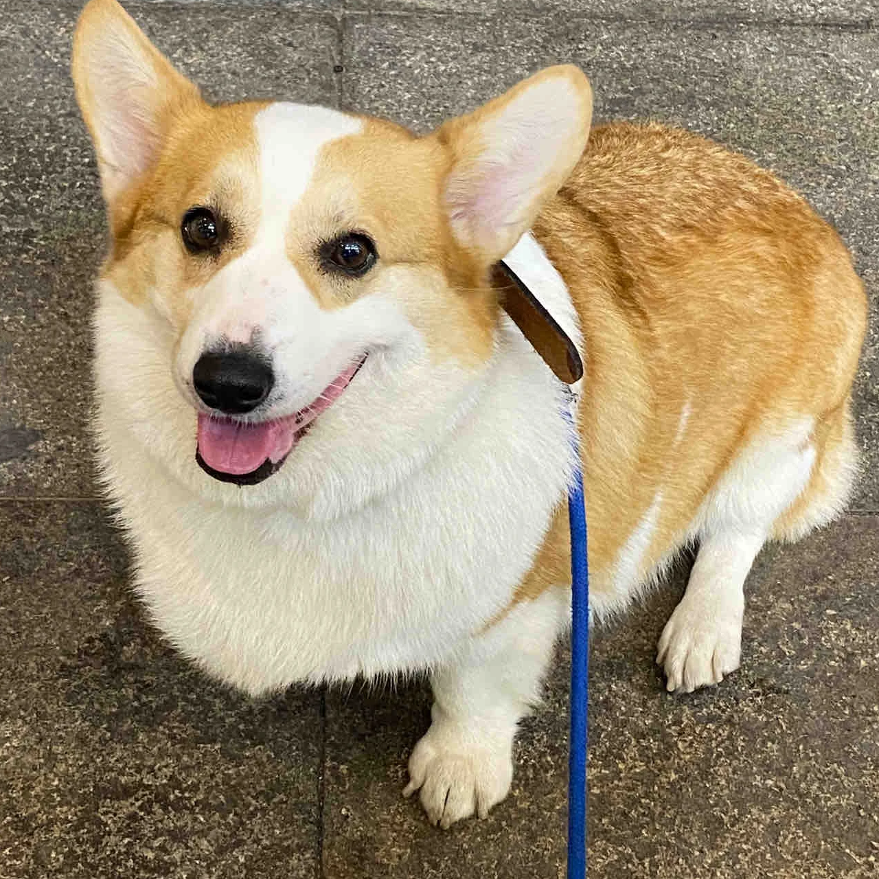 活体短腿小型犬柯基犬宠物狗狗