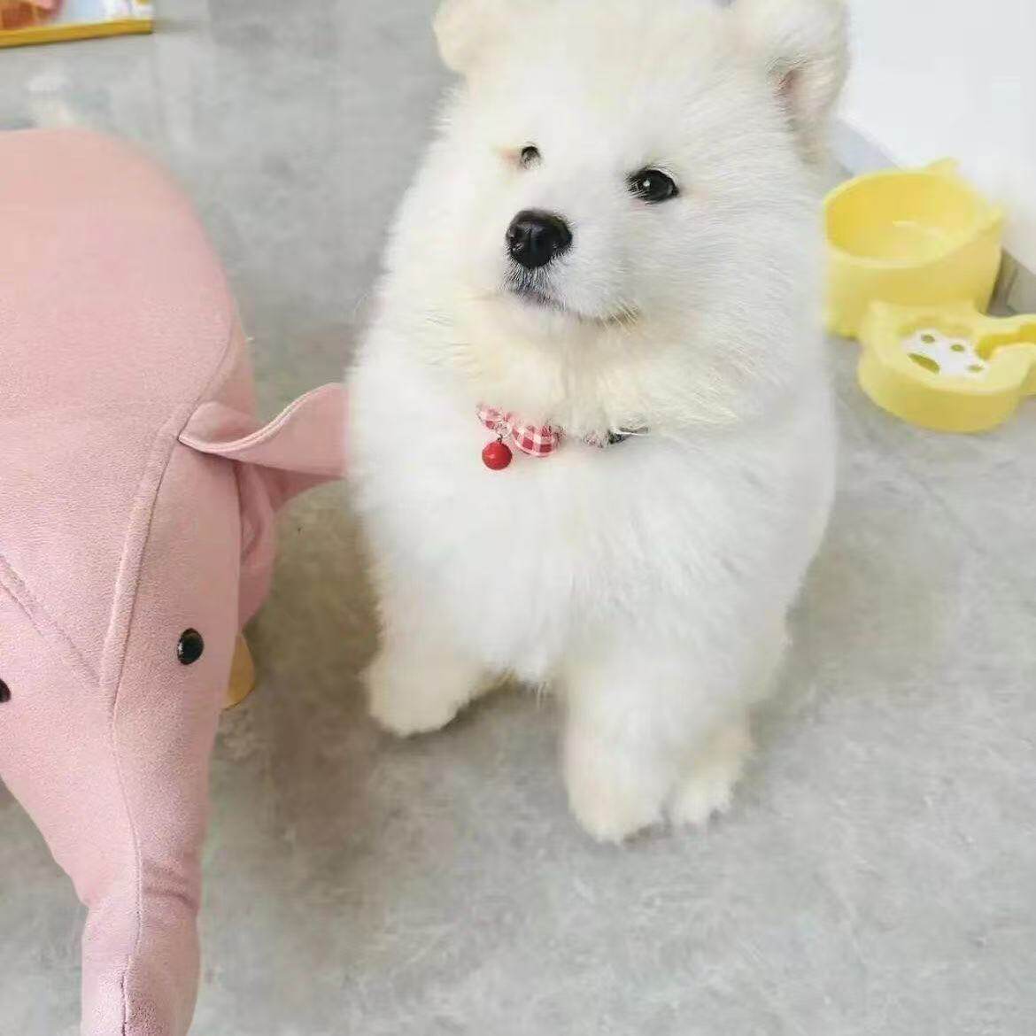 纯白幼宠圆脸家养聪明便宜狗活物