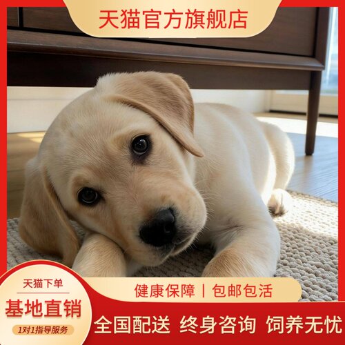 高智商大骨架大型犬白色温顺好养
