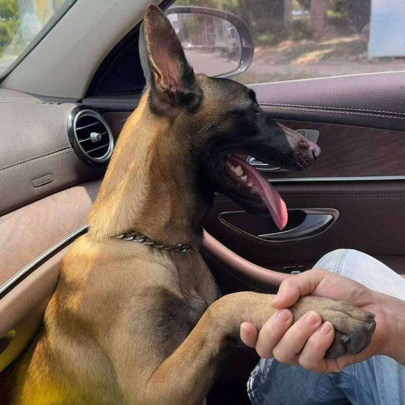 马犬纯种幼犬狗狗高智商黄马护卫犬看家犬活物短毛宠物狗真狗黑红