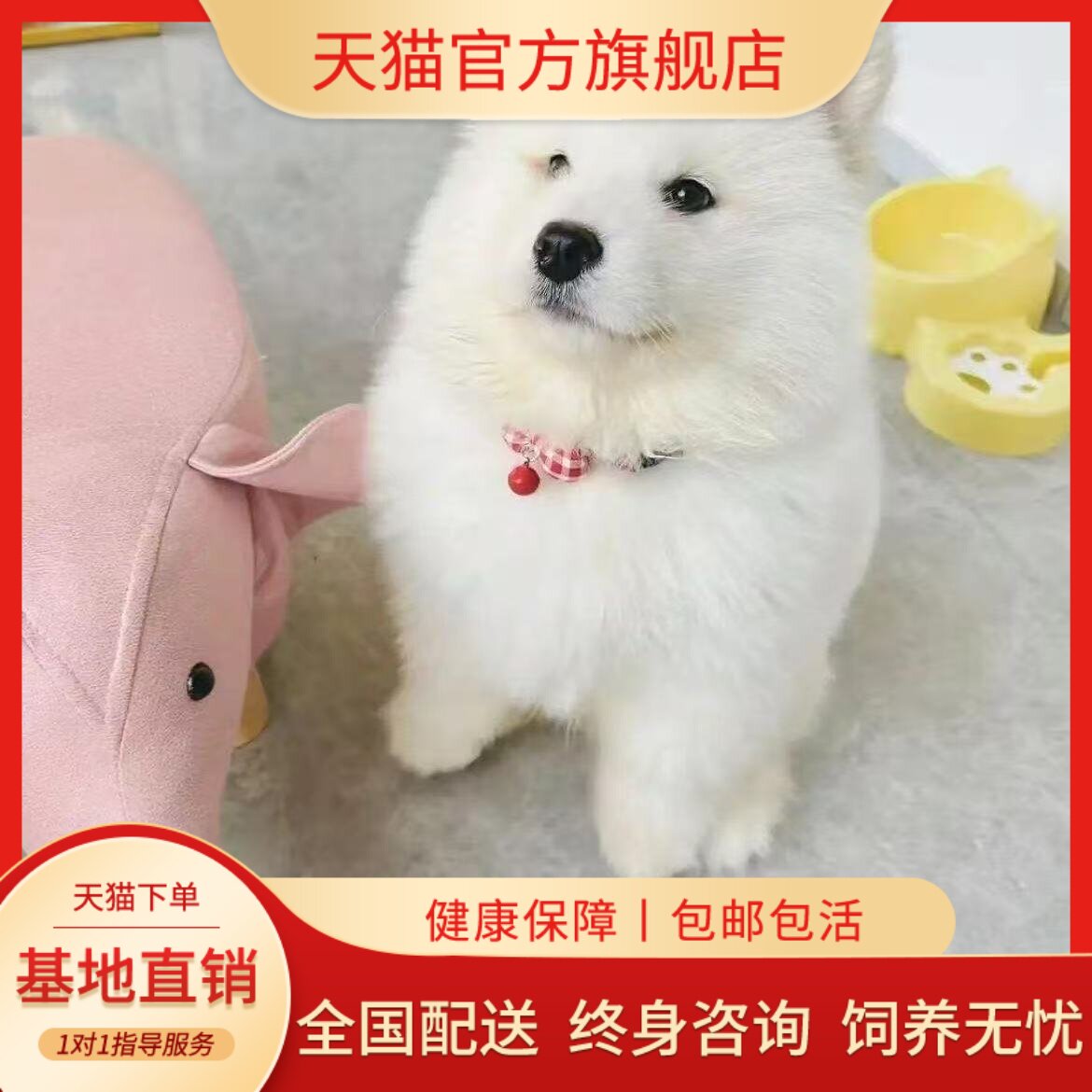 萨摩耶纯种幼犬粘人可爱网红治愈纯白幼宠圆脸家养聪明便宜狗活物