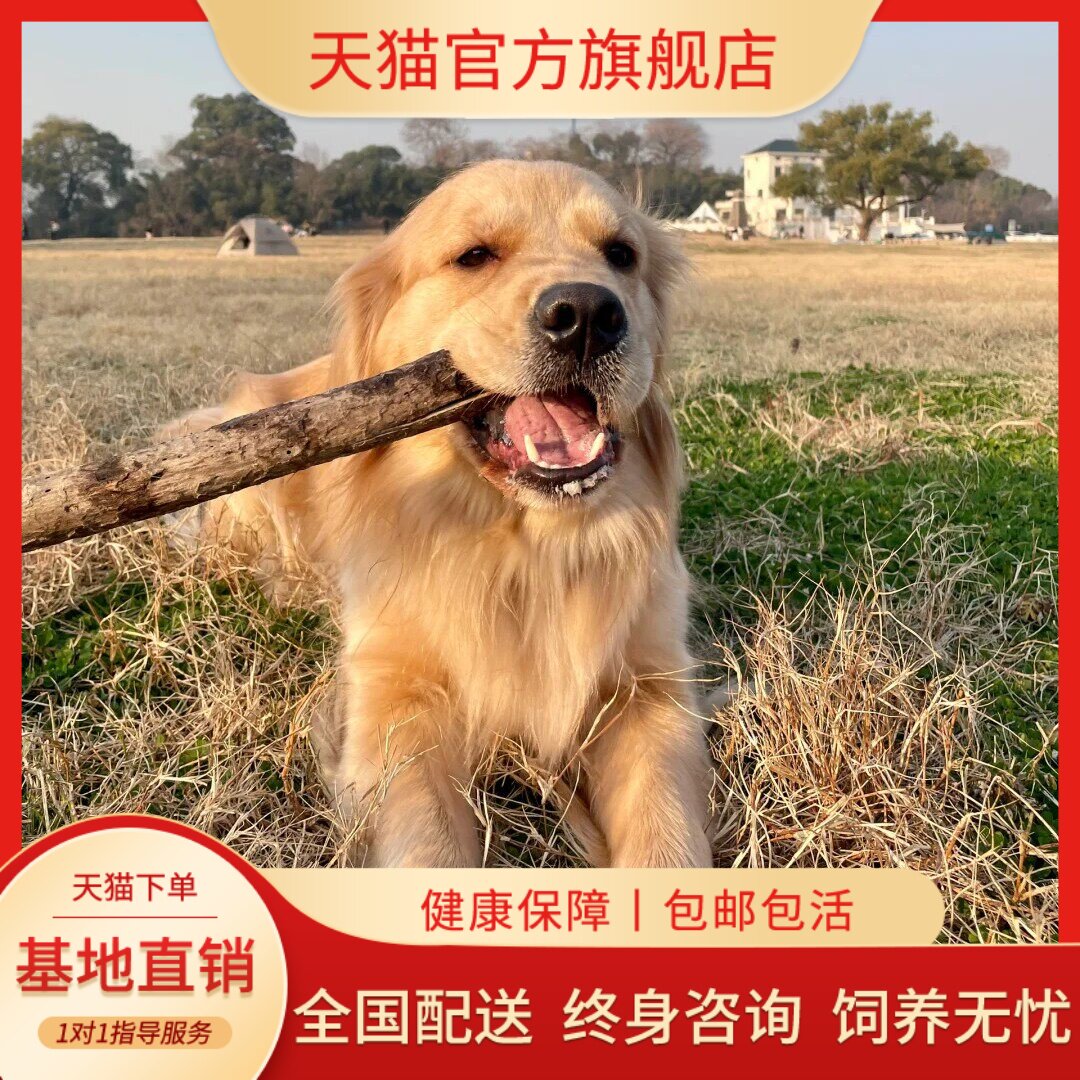 健康犬导盲犬大型犬活物活泼可爱