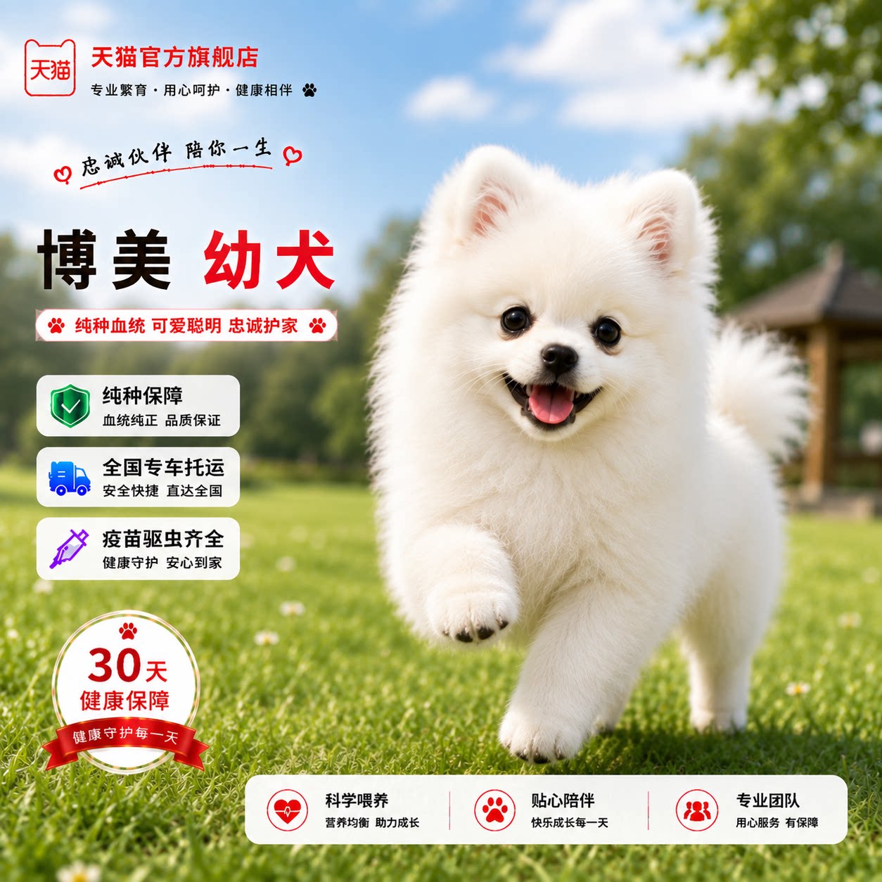 便宜圆脸可爱长不大宠物狗白超小图片