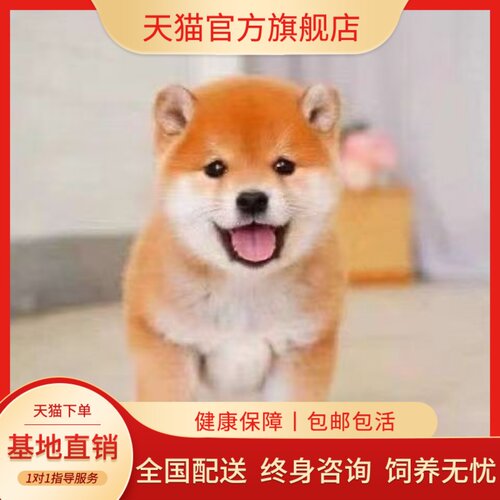 活泼超萌赤色精品可爱正宗狗崽狗