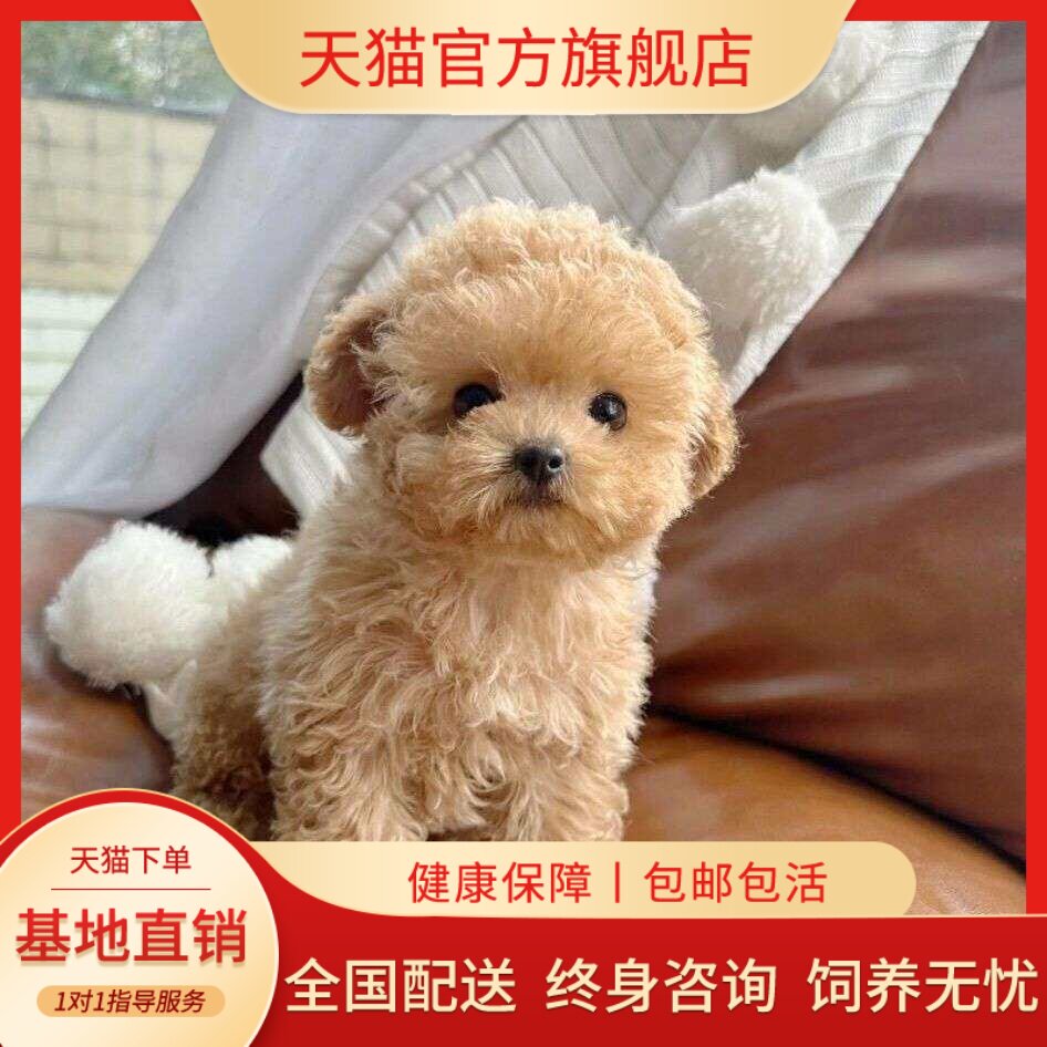 可爱小型犬小体活物宠物精品聪明