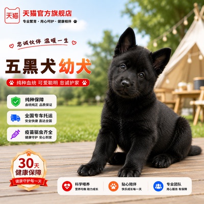纯种五黑犬幼犬好养赶山犬全黑