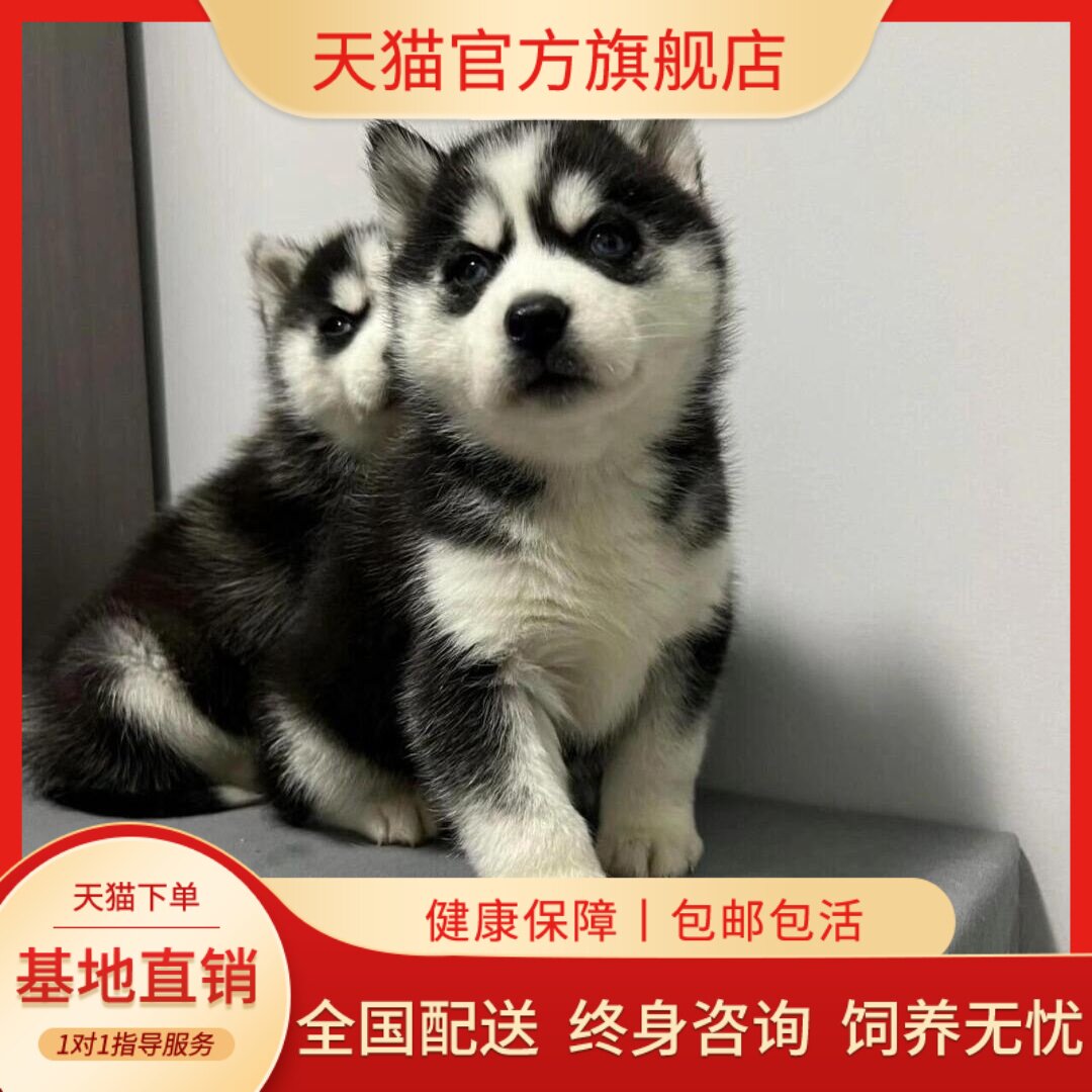 狗活体雪橇犬大骨架可爱家养狗狗