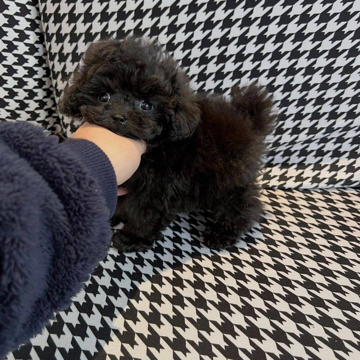 泰迪纯种幼犬幼崽贵宾犬聪明黑超萌狗家庭犬小体型网红狗宠物精品