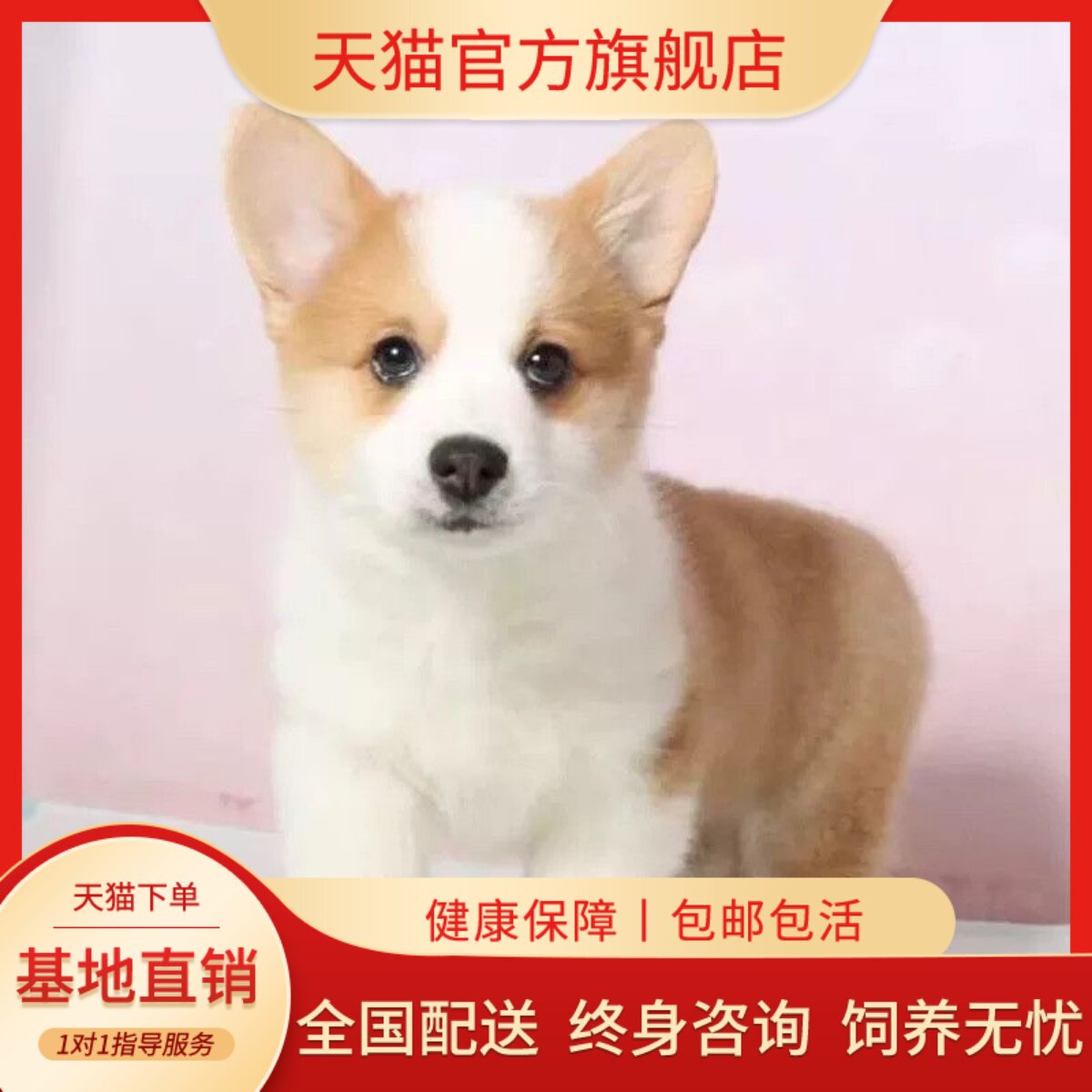 幼崽三色狗犬威尔士两色不掉毛狗
