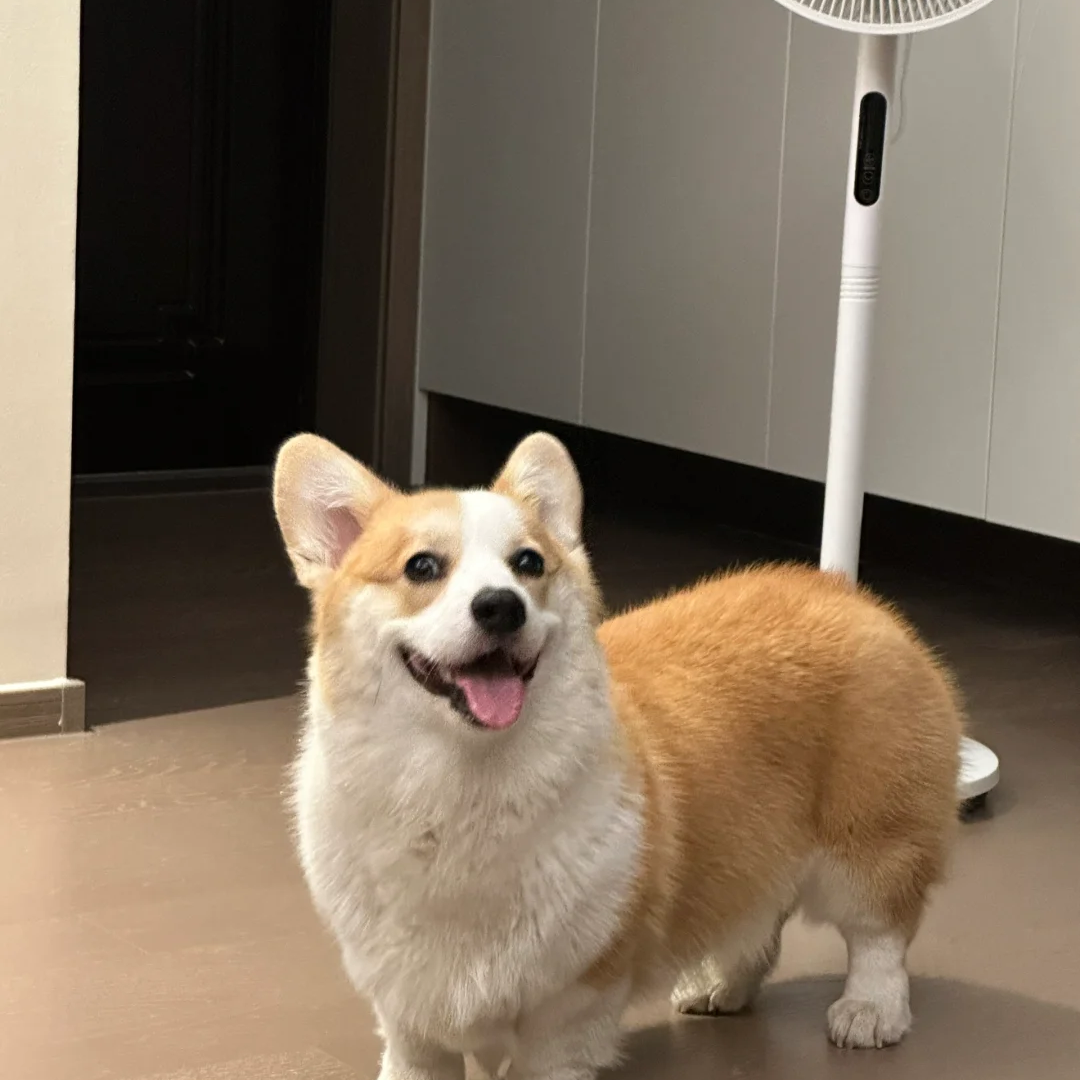 小短腿柯基幼犬家养活体柯基