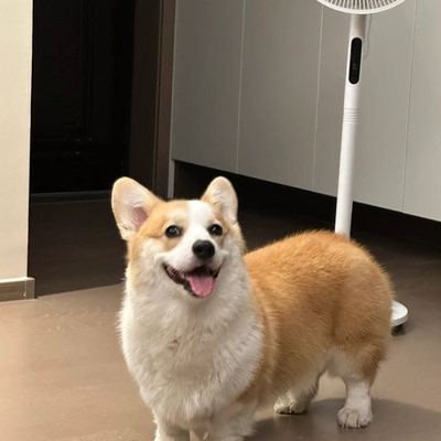 小短腿柯基幼犬家养活体柯基
