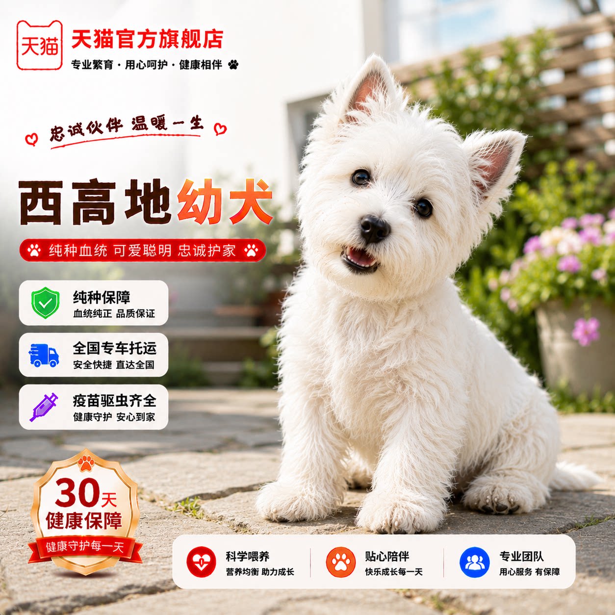 网红犬不掉毛超萌家养白色狗可爱
