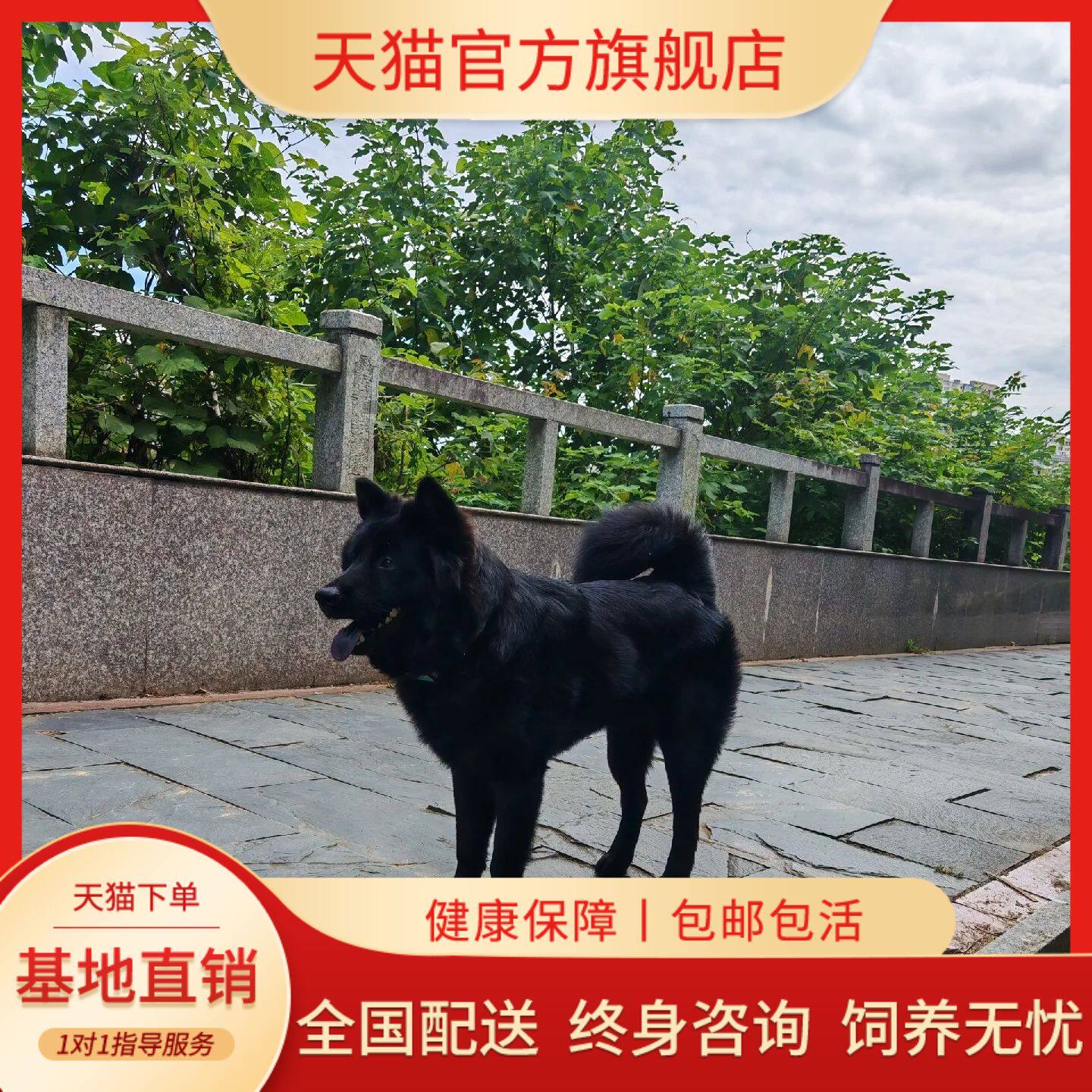 五黑犬幼犬猫耳全黑短毛家庭大骨架大型犬赶山犬忠诚便宜护主狗