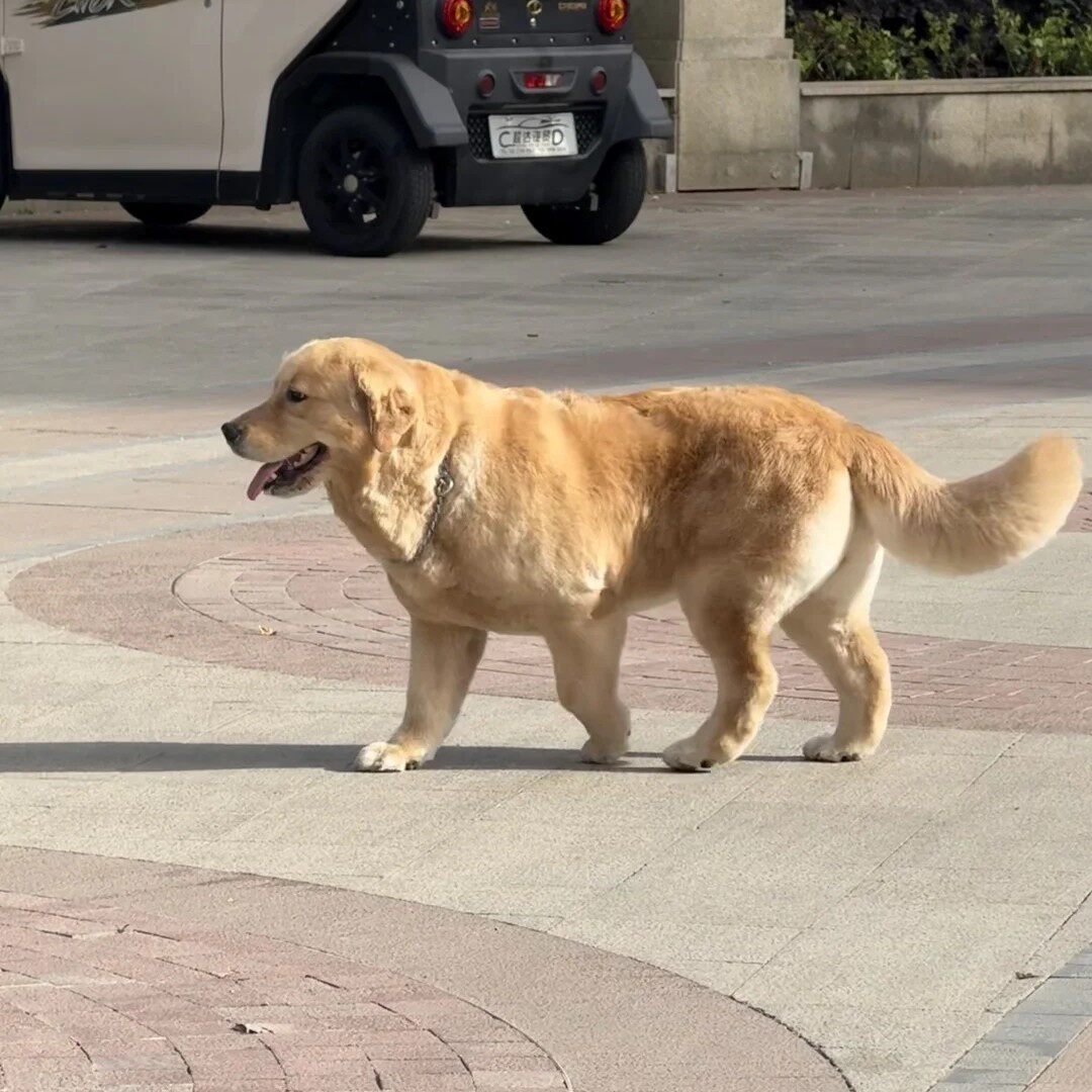 金毛纯种幼犬犬巡回犬大型犬小狗活泼看家高智商护主健康狗狗便宜