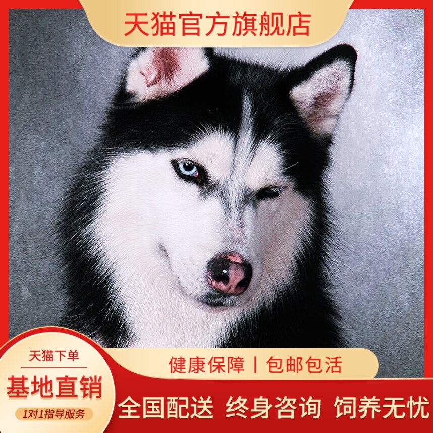 哈士奇幼崽二哈幼犬宠物狗活物小狗崽便宜聪明包邮幼崽雪橇三把火