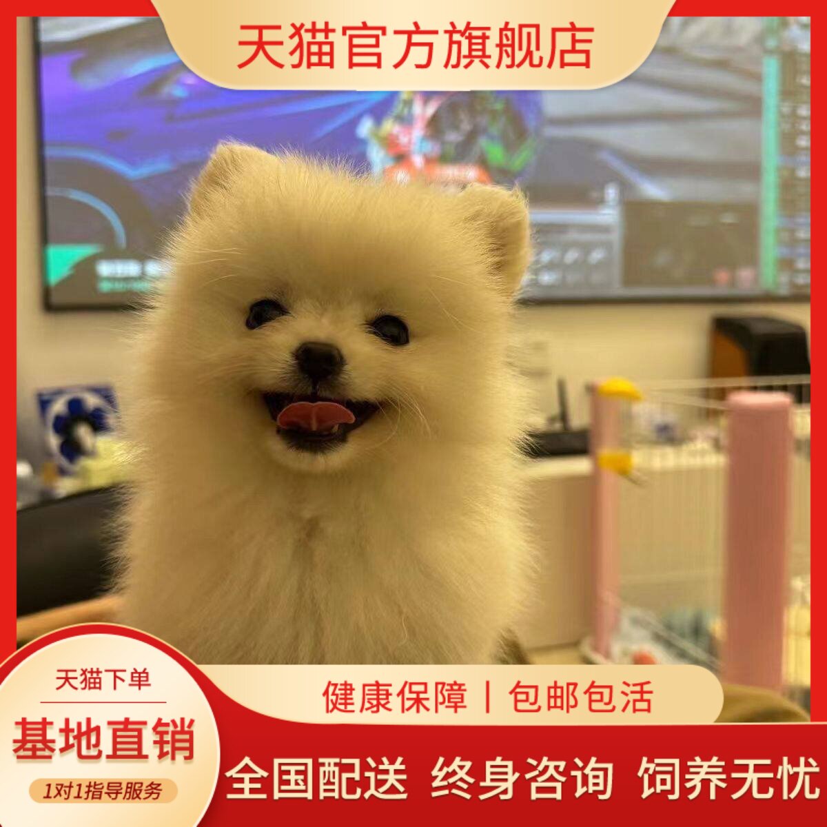 圆脸白色家养球形超小黄色黄俊介