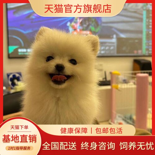 圆脸白色家养球形超小黄色黄俊介