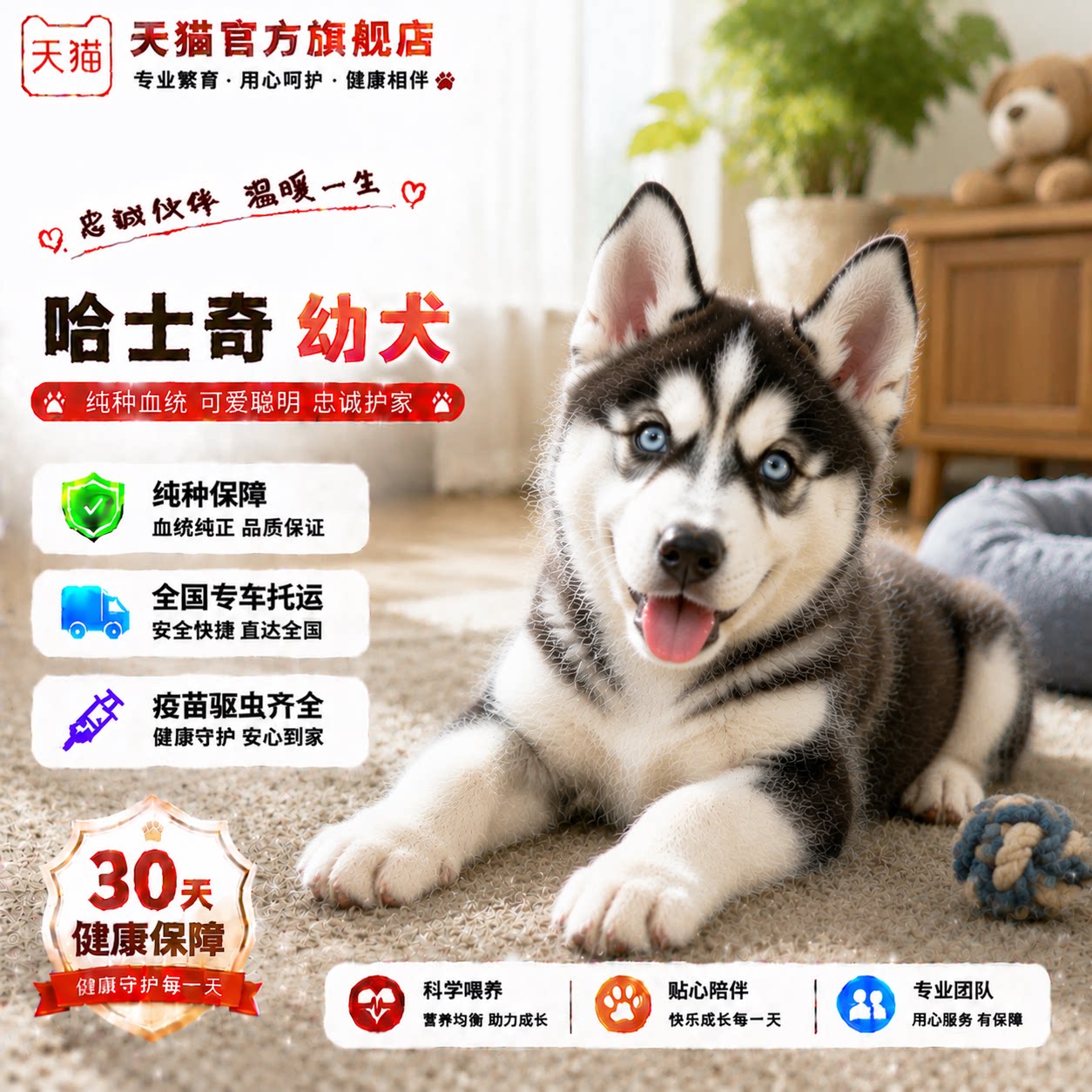 宠物真狗雪橇犬活泼便宜狗幼崽